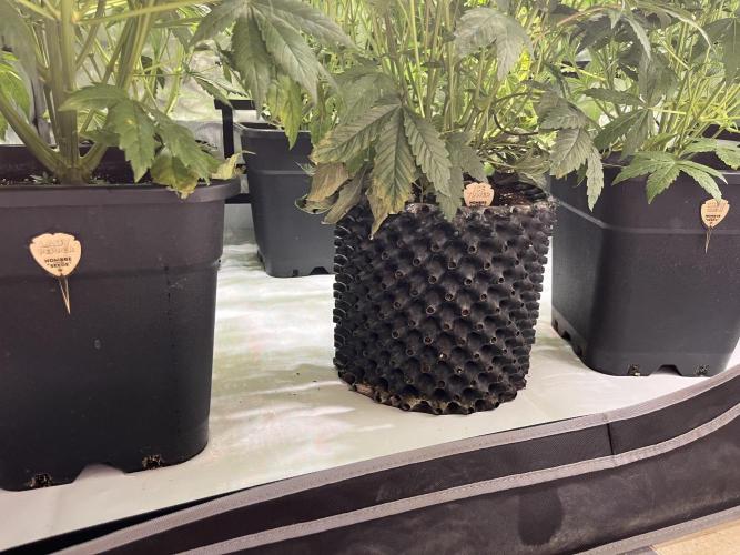 Mix Hombre. Week 8