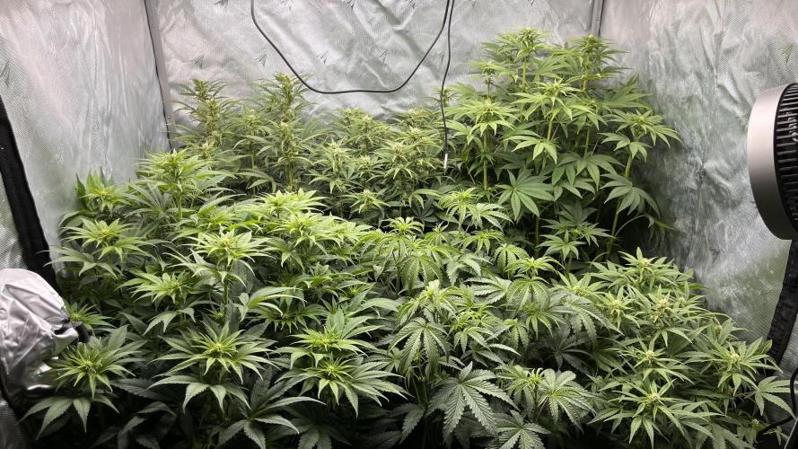 Mix Hombre. Week 8