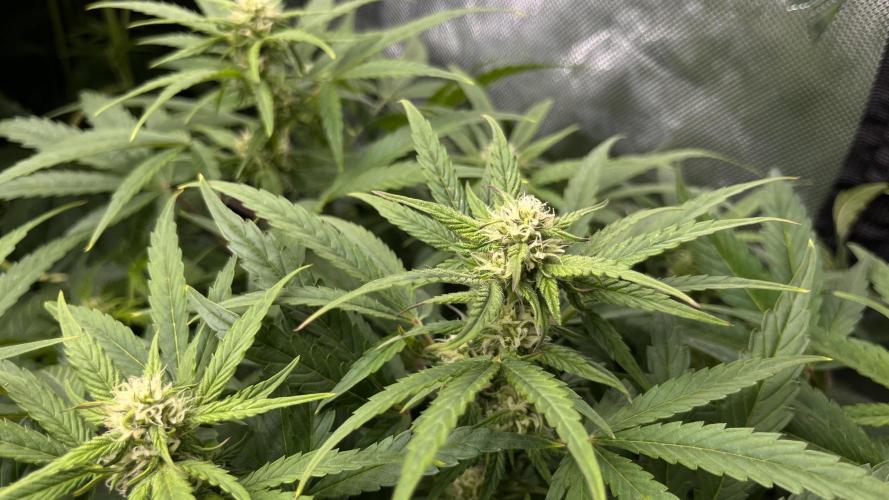 Mix Hombre. Week 8