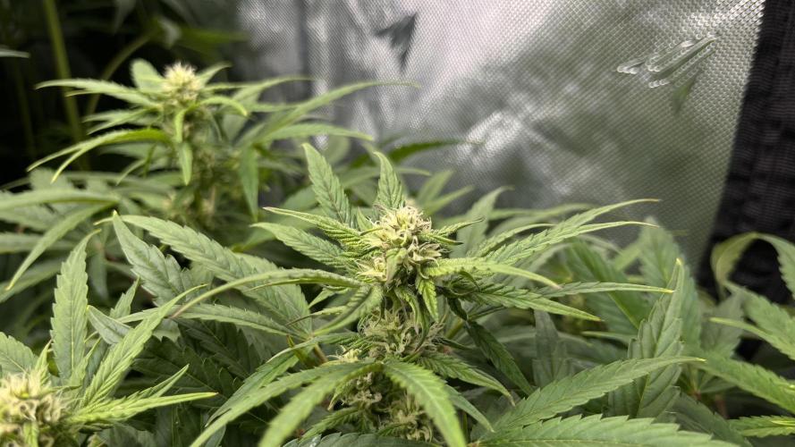 Mix Hombre. Week 8