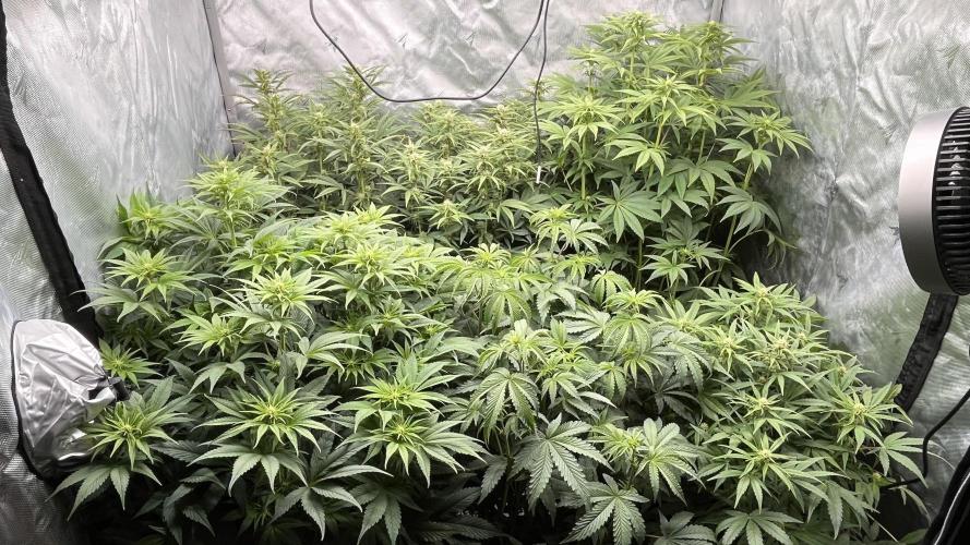 Mix Hombre. Week 8