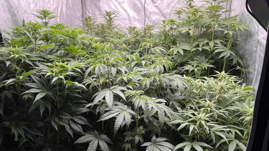 Mix Hombre. Week 8