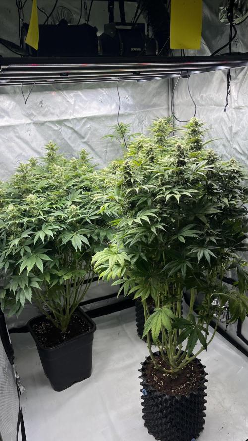 Mix Hombre. Week 11