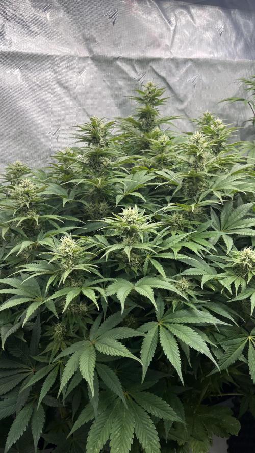 Mix Hombre. Week 11 - Lady Pepper