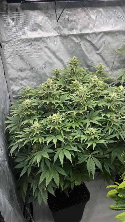 Mix Hombre. Week 11