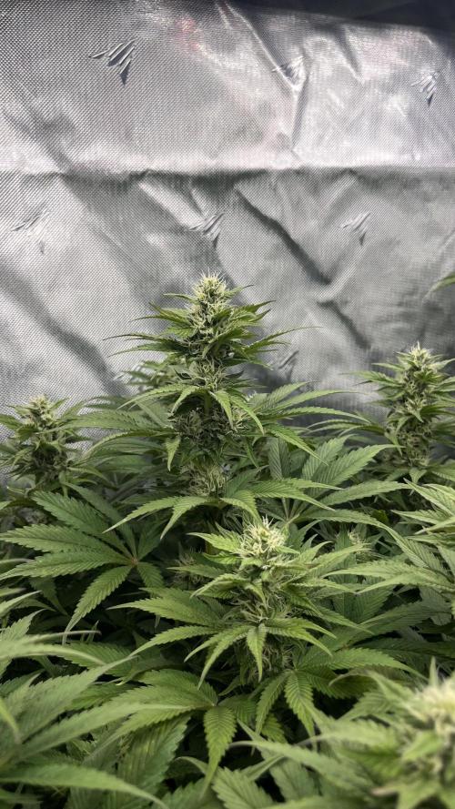 Mix Hombre. Week 11