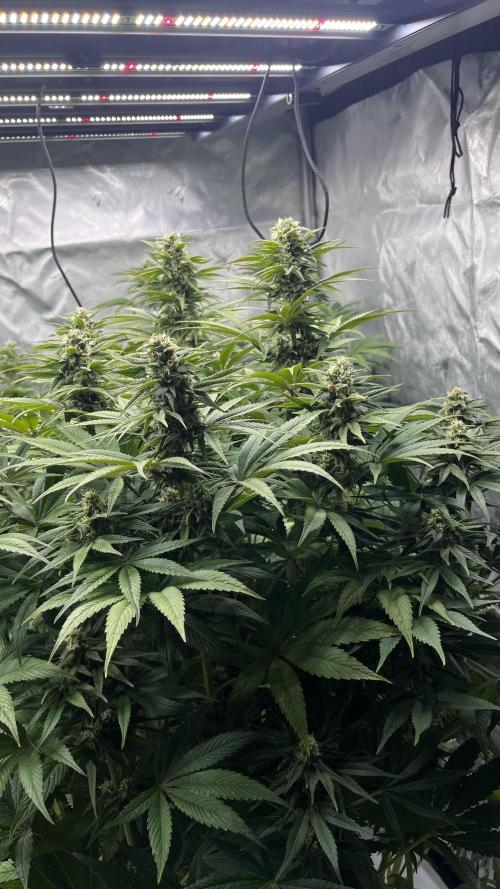 Mix Hombre. Week 11