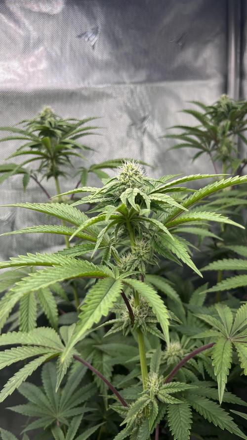 Mix Hombre. Week 11