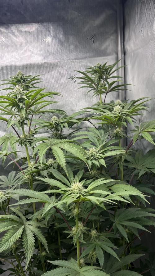 Mix Hombre. Week 11