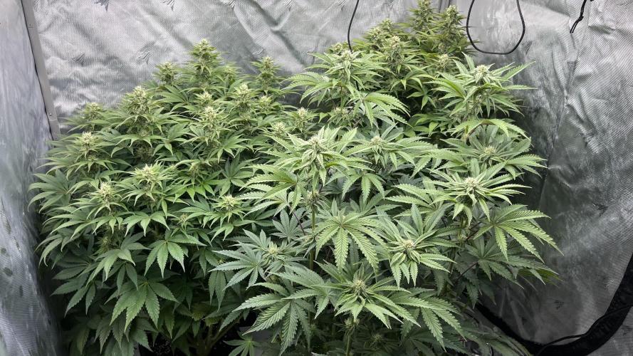 Mix Hombre. Week 11