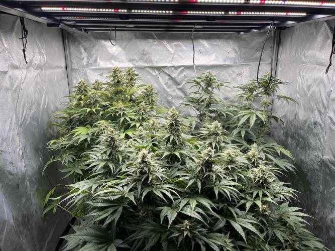 Mix Hombre. Week 12