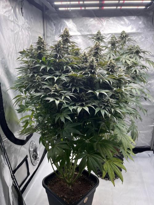 Mix Hombre. Week 13 - Lady Pepper