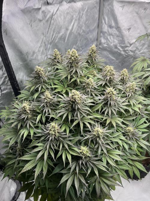 Mix Hombre. Week 13 - Lady Pepper