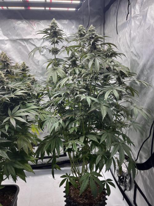 Mix Hombre. Week 13