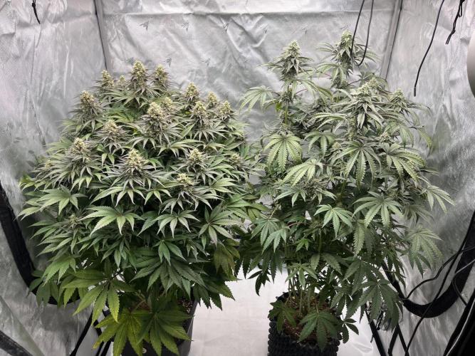 Mix Hombre. Week 13