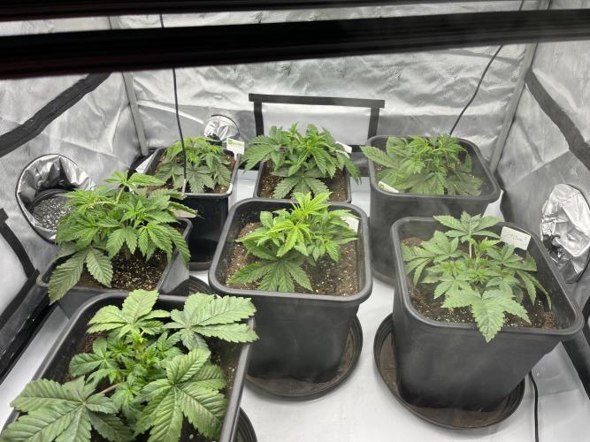 Barney’s šmak. Week 3