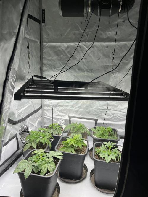 Barney’s šmak. Week 3