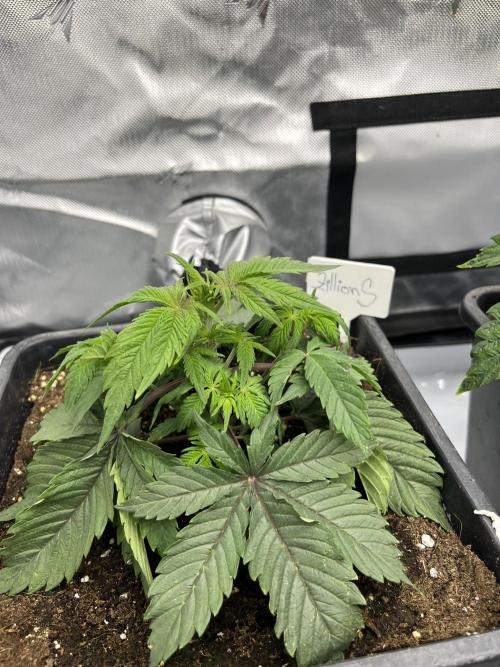 Barney’s šmak. Week 3