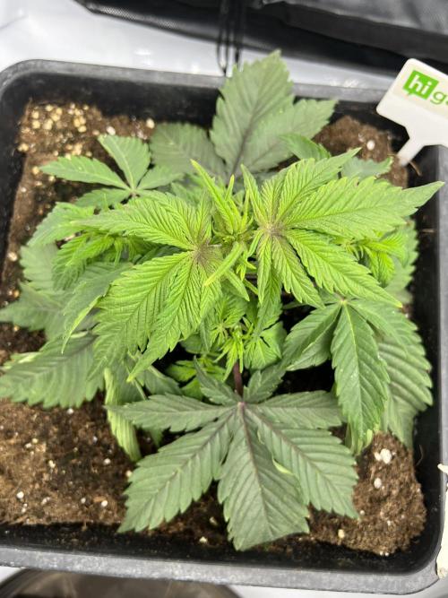 Barney’s šmak. Week 3