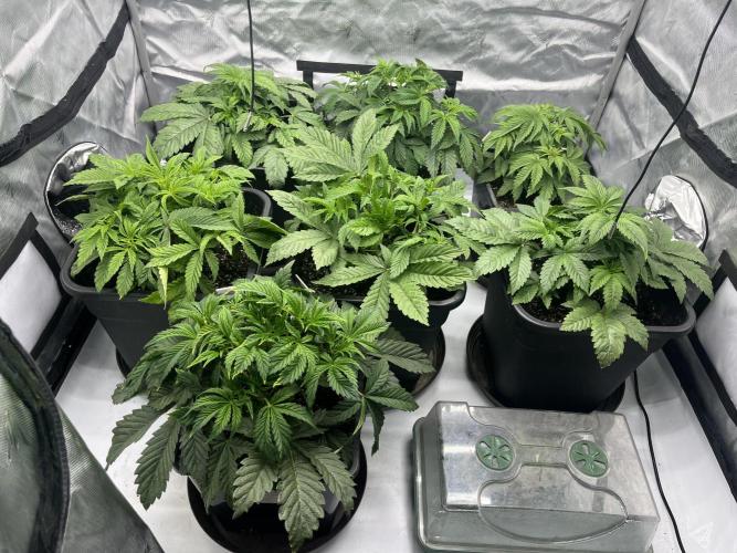 Barney’s šmak. Week 4