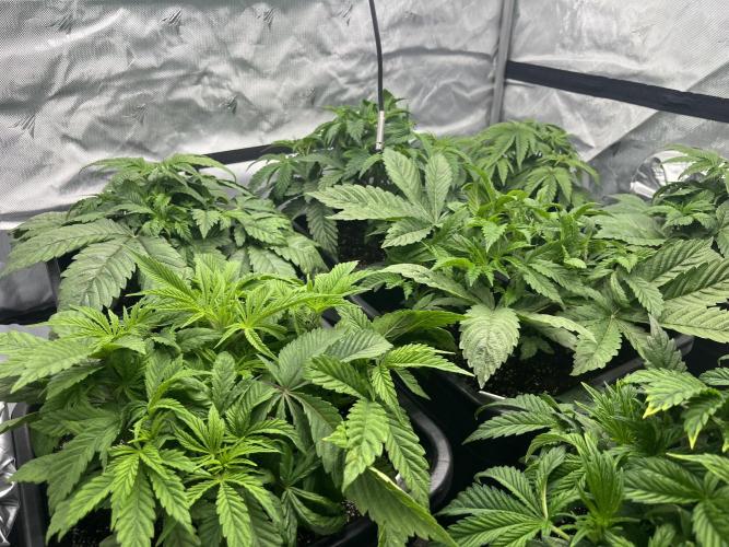 Barney’s šmak. Week 4