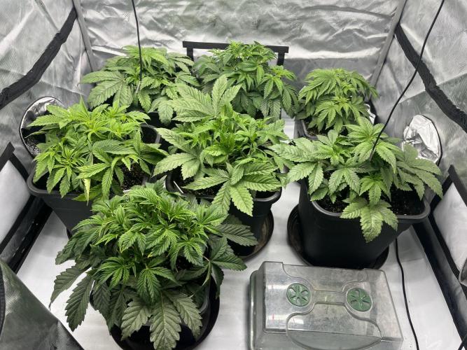 Barney’s šmak. Week 4
