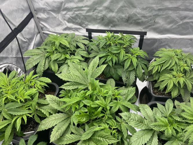 Barney’s šmak. Week 4