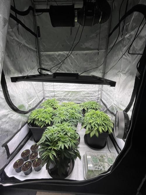 Barney’s šmak. Week 5
