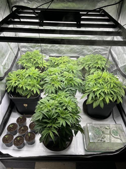Barney’s šmak. Week 5