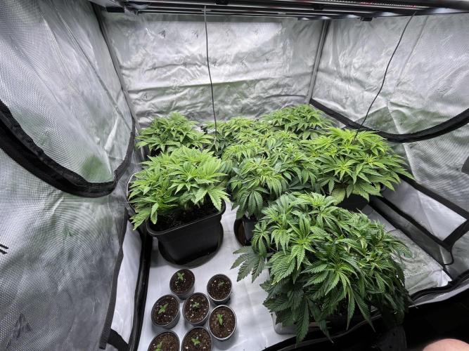 Barney’s šmak. Week 5