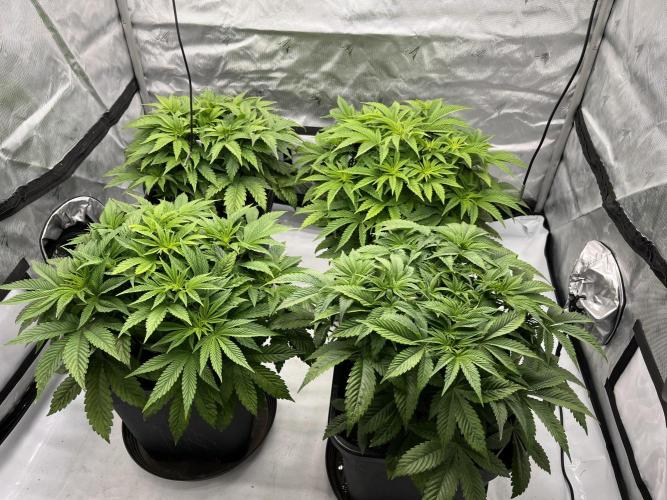 Barney’s šmak. Week 6