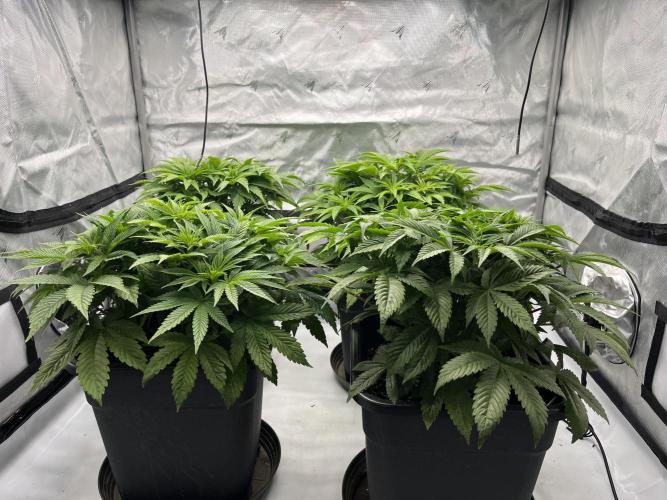 Barney’s šmak. Week 6