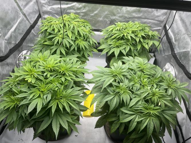 Barney’s šmak. Week 6