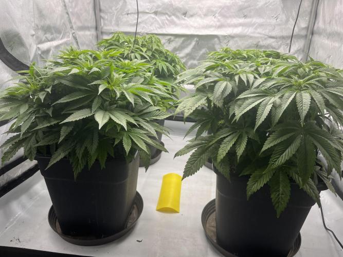 Barney’s šmak. Week 6