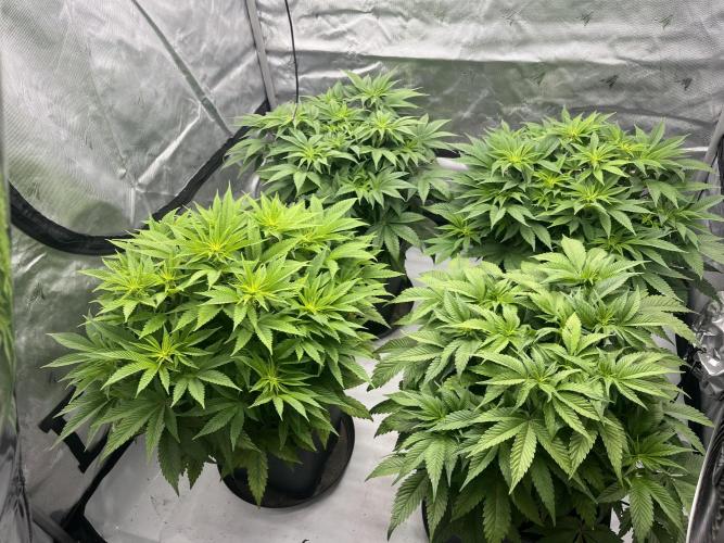 Barney’s šmak. Week 7