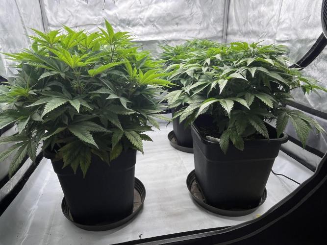 Barney’s šmak. Week 7