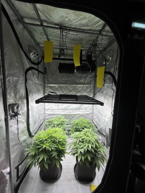 Barney’s šmak. Week 7