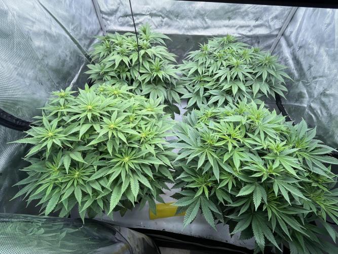 Barney’s šmak. Week 8