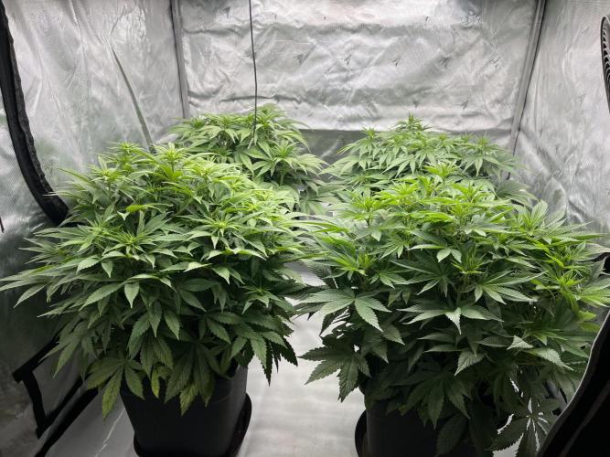 Barney’s šmak. Week 8