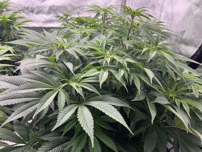 Barney’s šmak. Week 8