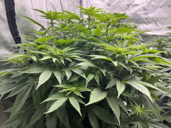 Barney’s šmak. Week 8