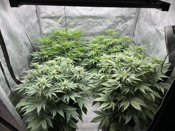 Barney’s šmak. Week 9