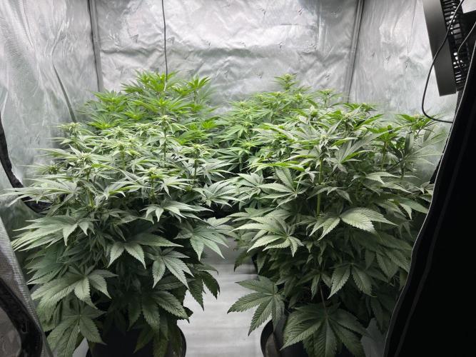 Barney’s šmak. Week 9