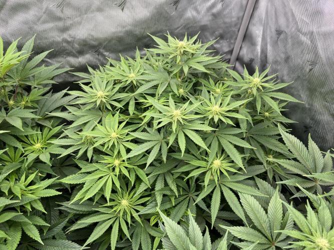 Barney’s šmak. Week 9