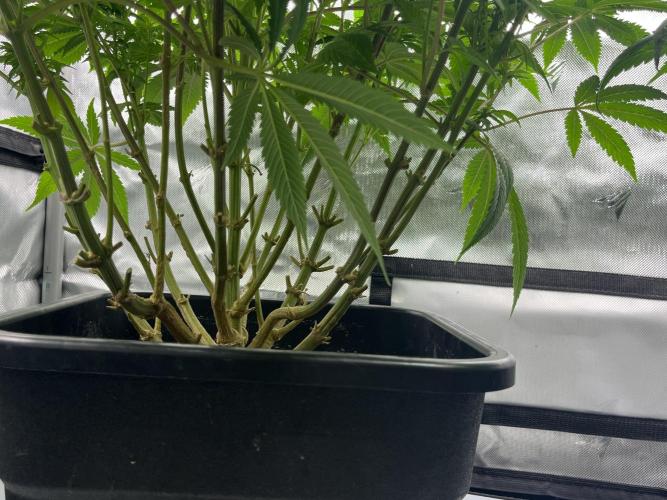 Barney’s šmak. Week 9