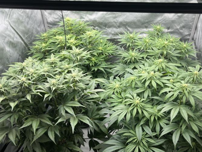 Barney’s šmak. Week 9