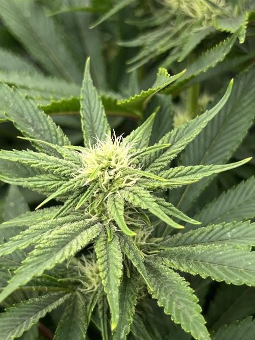 Barney’s šmak. Week 9 - Insane OG