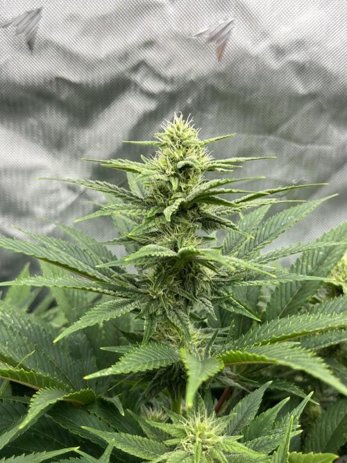 Barney’s šmak. Week 10