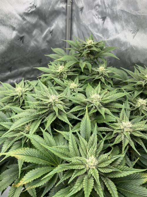 Barney’s šmak. Week 10