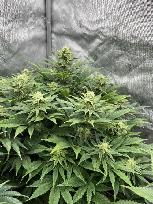 Barney’s šmak. Week 10